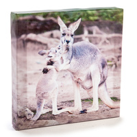 Kangaroo and Joey Canvas Art