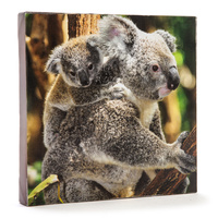 koala & Baby Cavnas Art