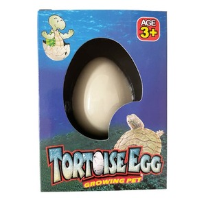 Tortoise Egg Growing Pet