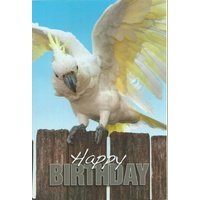 Swan's Cocky - Birthday Greeting Card