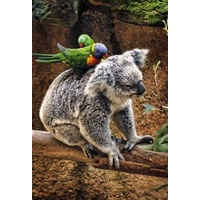 Koala & Birds - Greeting Card