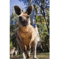 Kangaroo 'G'day Mate' - Greeting Card