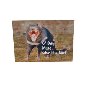 Tasmanian Devil Postcard