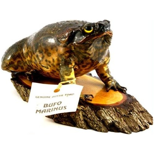 CANE TOAD PAPER WEIGHT