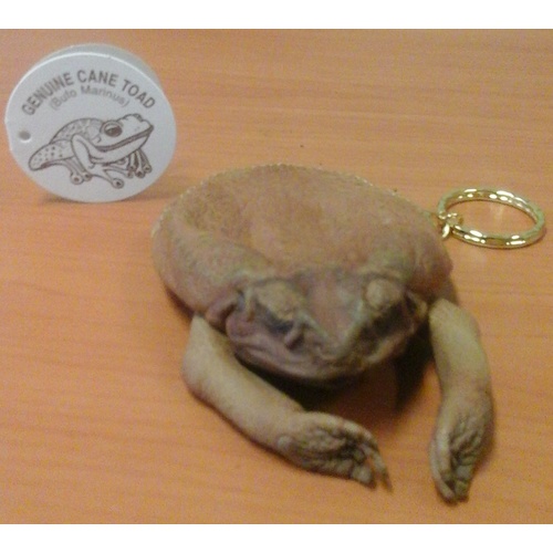 MEDIUM CANE TOAD COIN PURSE WITH LEGS