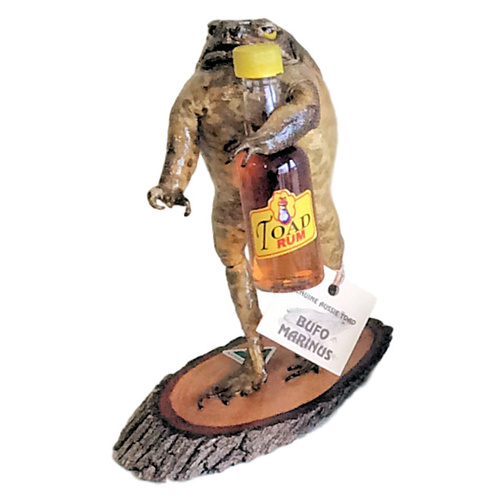 CANE TOAD ON STAND WITH RUM BOTTLE