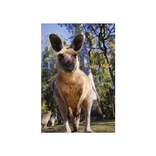 Kangaroo 'G'day Mate' - Greeting Card