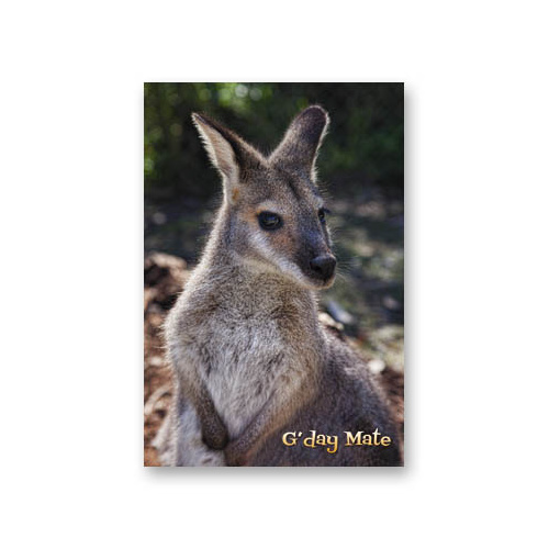 Wallaby G'day Mate - Greeting Card